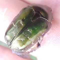 Protaetia cuprea metallica