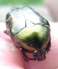 Protaetia cuprea metallica