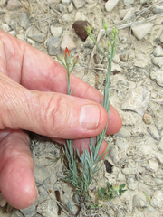 Linum berlandieri filifolium
