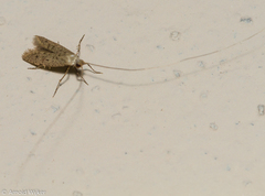 Adelidae
