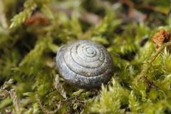 Perforatella bidentata