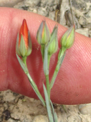 Linum berlandieri filifolium