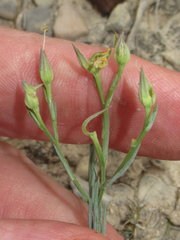 Linum berlandieri filifolium