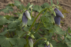 Aquilegia flabellata
