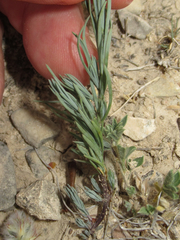 Linum berlandieri filifolium