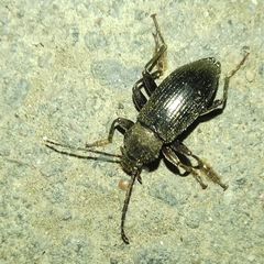 Tenebrionidae