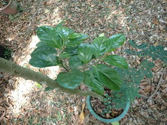 Gomphandra luzoniensis