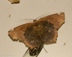 Paragonia cruraria