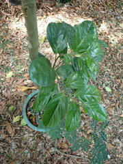 Gomphandra luzoniensis