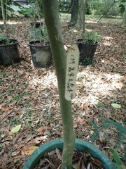 Gomphandra luzoniensis