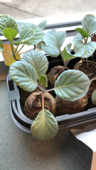 Brassica oleracea gemmifera