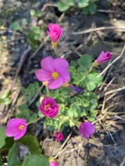 Oxalis imbricata