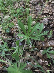 Potentilla recta
