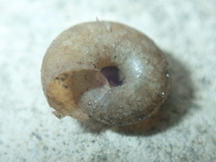 Trochulus striolatus