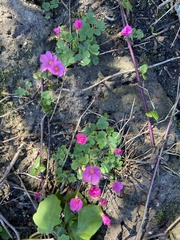 Oxalis imbricata