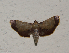 Hypsopygia amoenalis