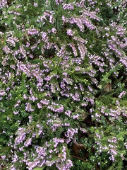 Ericeae