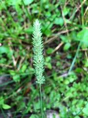 Phalaris caroliniana