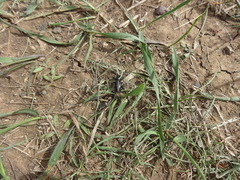 Dorcadion cinerarium