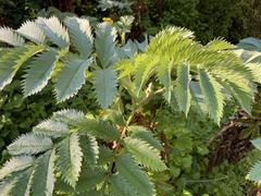 Melianthus major