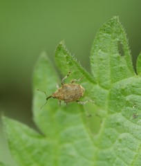 Parethelcus pollinarius