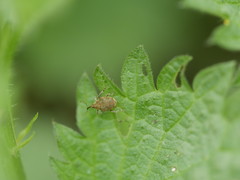 Parethelcus pollinarius