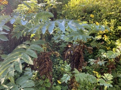 Melianthus major
