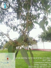 Croton magdalenensis