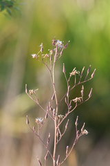 Lactuca graminifolia