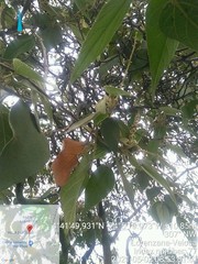 Croton magdalenensis