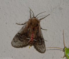 Brachycodilla carmen