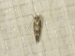 Bucculatrix canadensisella