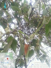 Croton magdalenensis