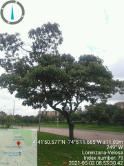 Croton magdalenensis