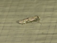 Bucculatrix canadensisella