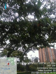 Croton magdalenensis