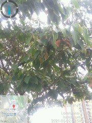 Croton magdalenensis