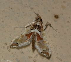 Neoleucinodes elegantalis