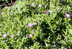 Delosperma caespitosum