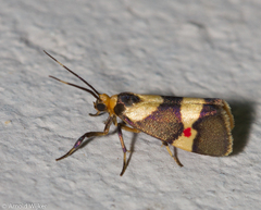 Nodozana rhodosticta