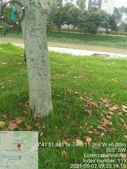 Croton magdalenensis