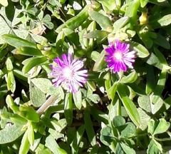 Delosperma caespitosum