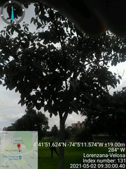 Croton magdalenensis