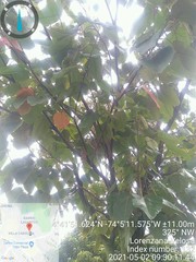 Croton magdalenensis