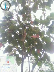 Croton magdalenensis