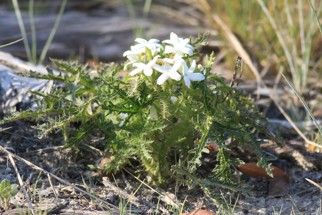 spurge nettle from Chassahowitzka Wildlife Management Area, U.S. 19