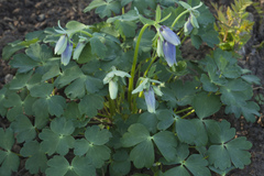 Aquilegia flabellata