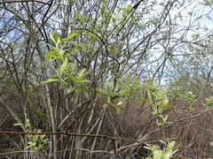 Salix pellita