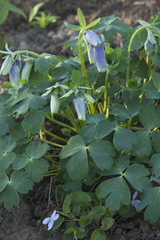 Aquilegia flabellata