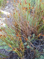 Willdenowia incurvata